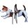 Petite Spinner Jack Russell Terrier