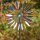 Metal Wind Spinner: Aurora Duett (202 x 59 cm)